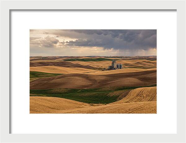 Palouse Hills At Harvest