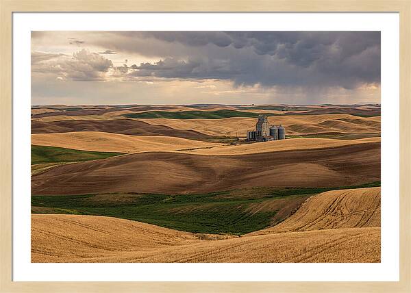 Palouse Hills At Harvest