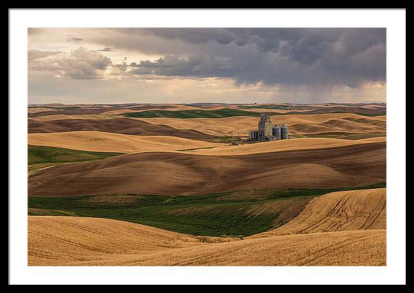 Palouse Hills At Harvest
