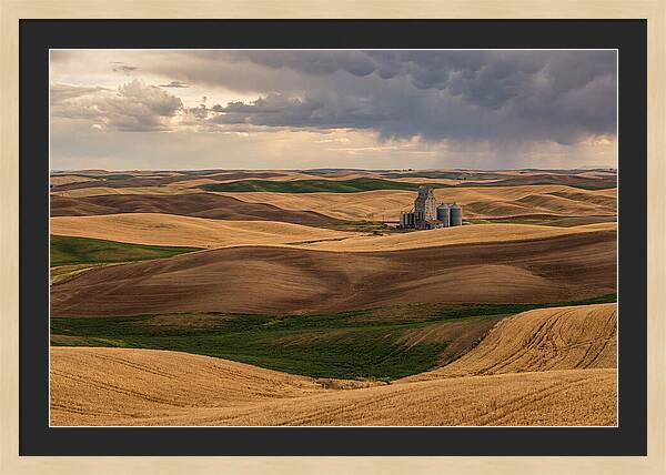 Palouse Hills At Harvest