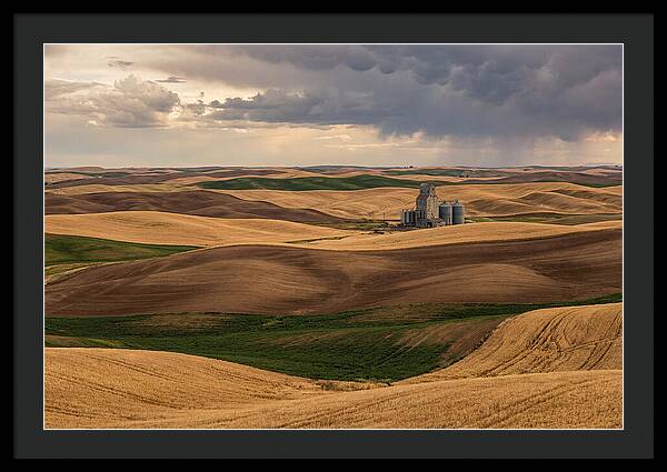 Palouse Hills At Harvest