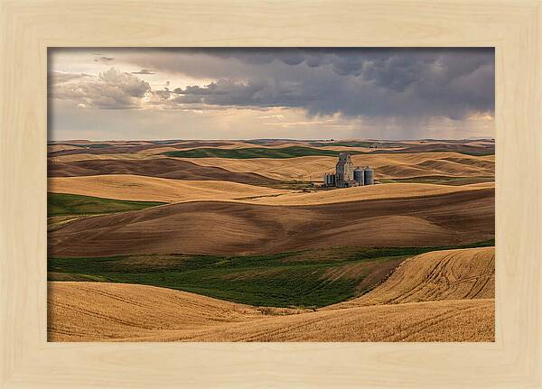 Palouse Hills At Harvest