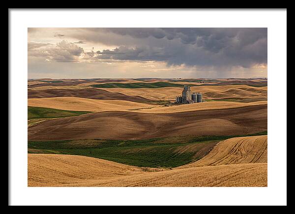 Palouse Hills At Harvest