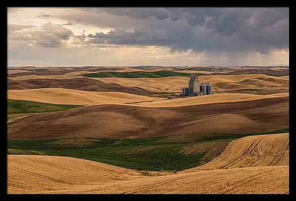 Palouse Hills At Harvest