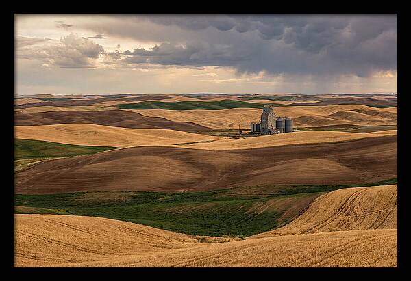 Palouse Hills At Harvest