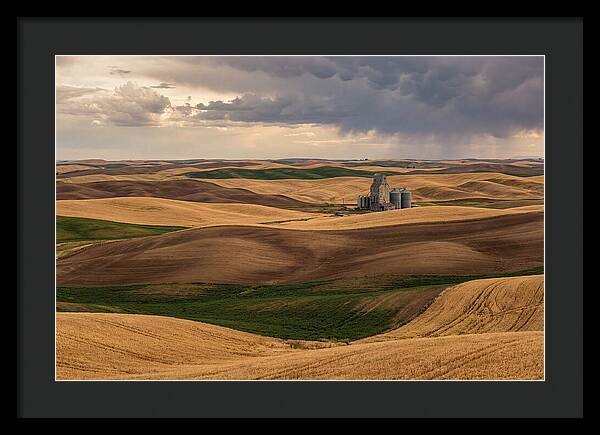 Palouse Hills At Harvest