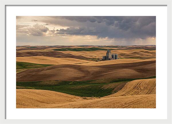 Palouse Hills At Harvest