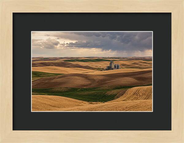 Palouse Hills At Harvest