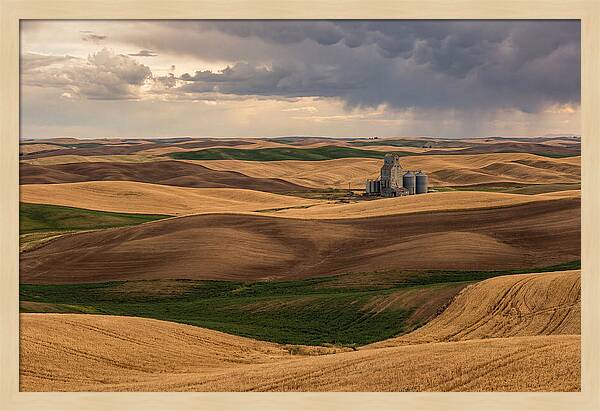 Palouse Hills At Harvest