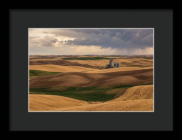 Palouse Hills At Harvest
