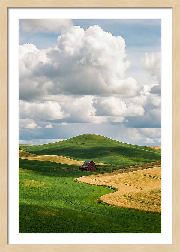 Palouse Hills In Spring