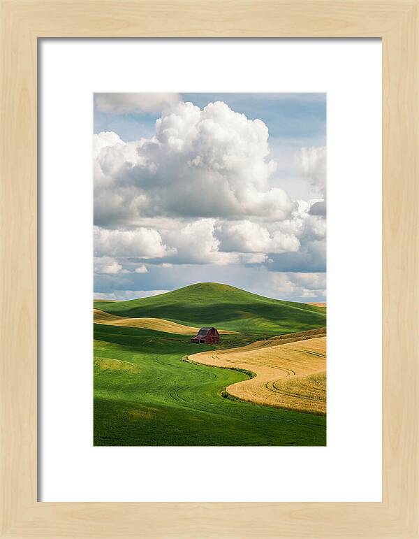 Palouse Hills In Spring
