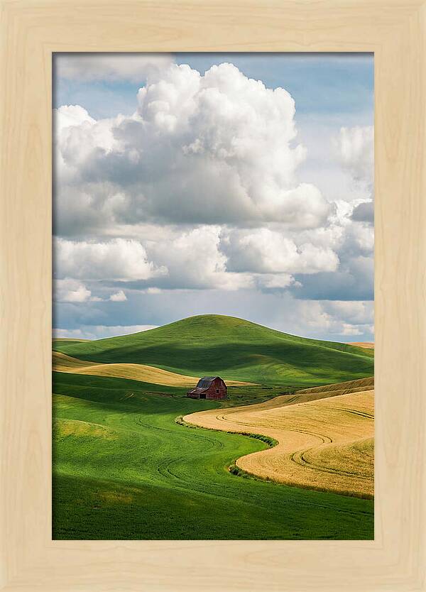 Palouse Hills In Spring