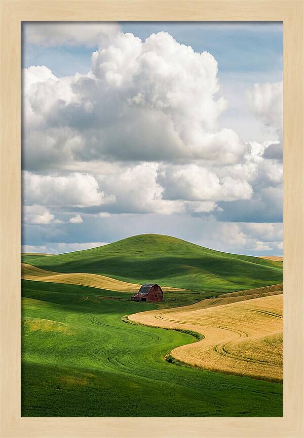 Palouse Hills In Spring