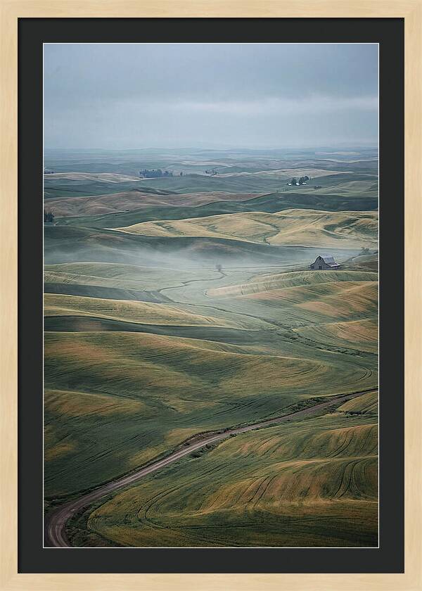 Palouse Hills In Spring