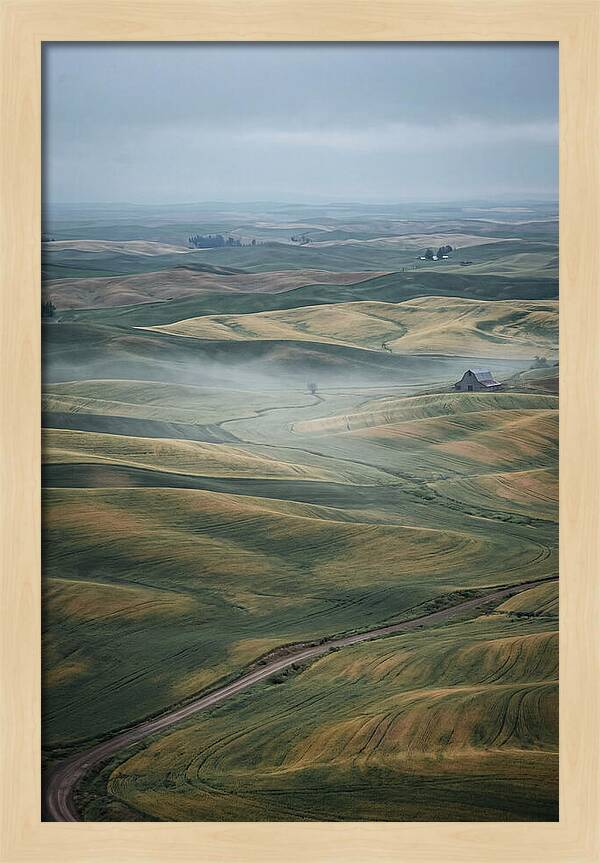 Palouse Hills In Spring