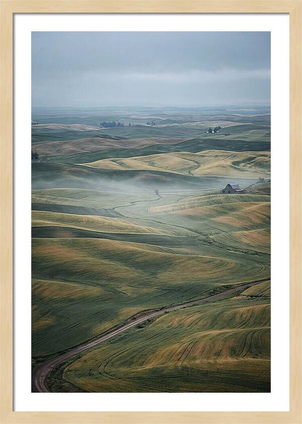 Palouse Hills In Spring