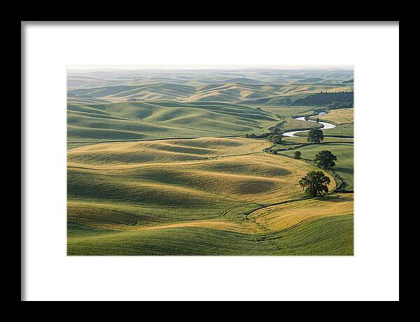 Palouse Hills In Spring Light