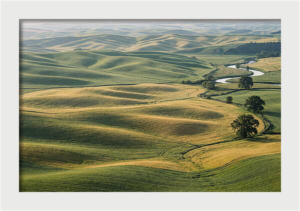 Palouse Hills In Spring Light