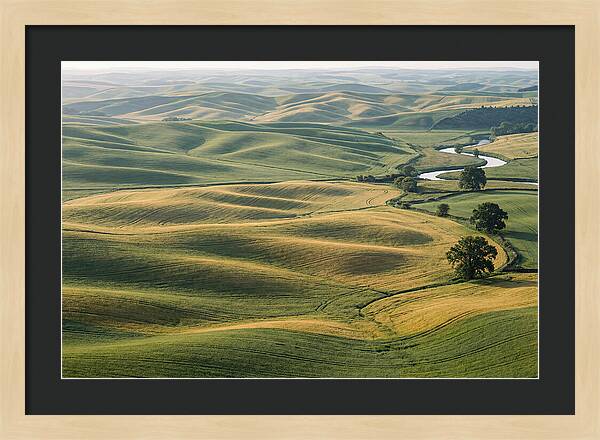 Palouse Hills In Spring Light