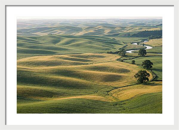 Palouse Hills In Spring Light
