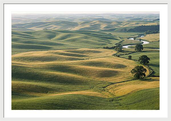 Palouse Hills In Spring Light