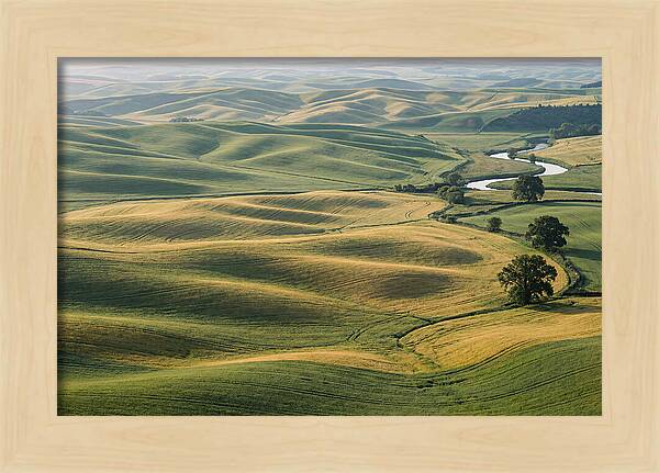 Palouse Hills In Spring Light