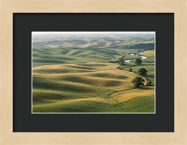 Palouse Hills In Spring Light