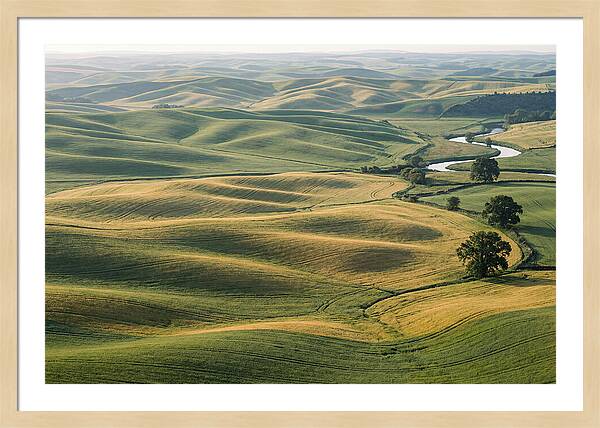Palouse Hills In Spring Light