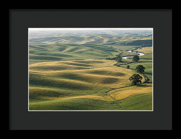 Palouse Hills In Spring Light