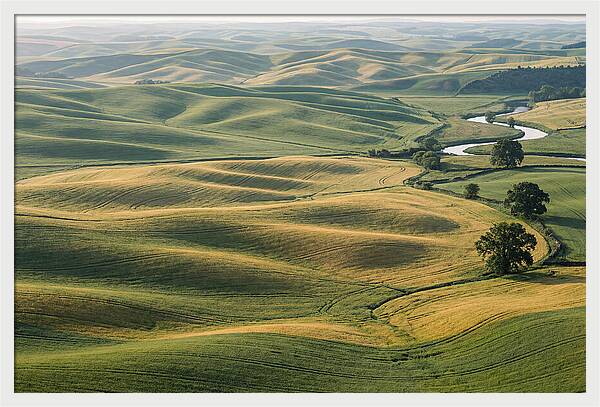 Palouse Hills In Spring Light