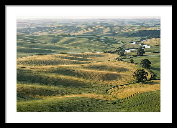 Palouse Hills In Spring Light