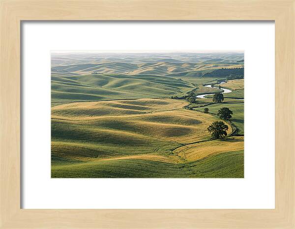 Palouse Hills In Spring Light