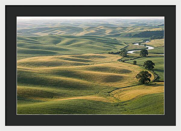 Palouse Hills In Spring Light