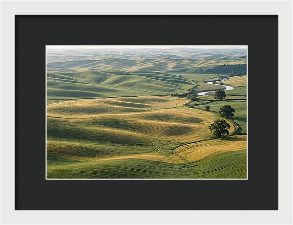 Palouse Hills In Spring Light