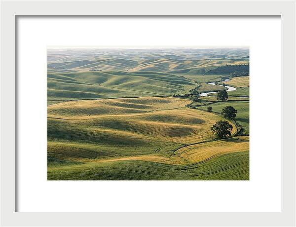 Palouse Hills In Spring Light