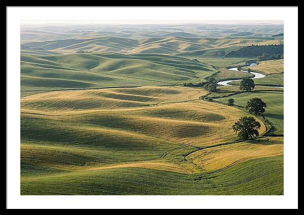 Palouse Hills In Spring Light