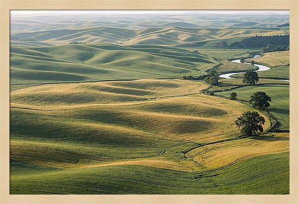 Palouse Hills In Spring Light
