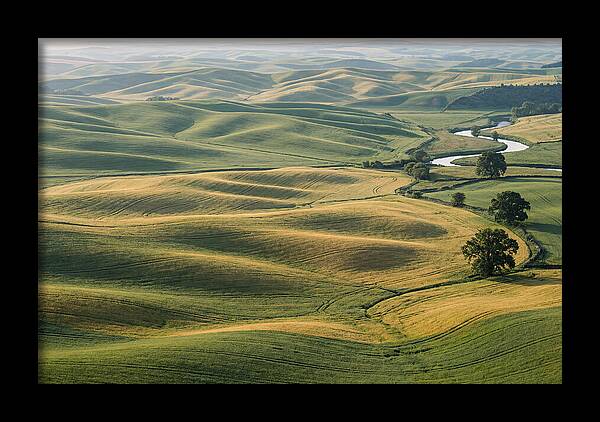 Palouse Hills In Spring Light