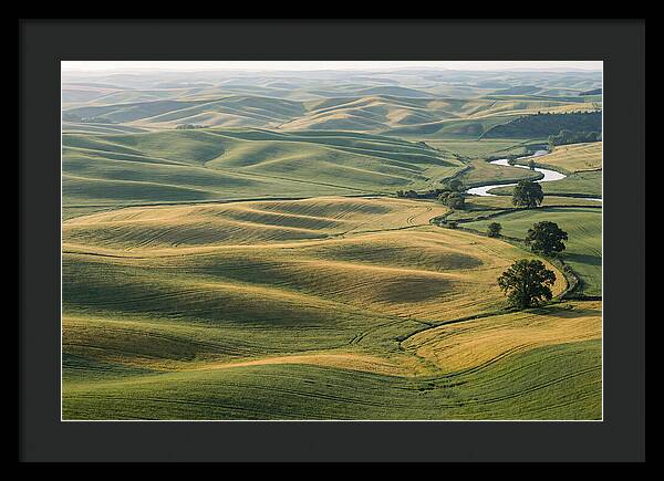 Palouse Hills In Spring Light