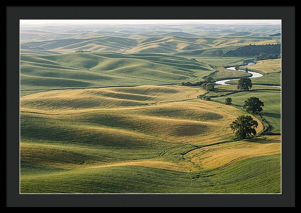 Palouse Hills In Spring Light