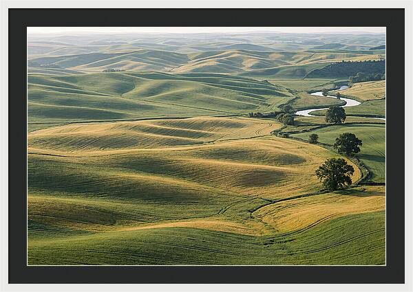 Palouse Hills In Spring Light