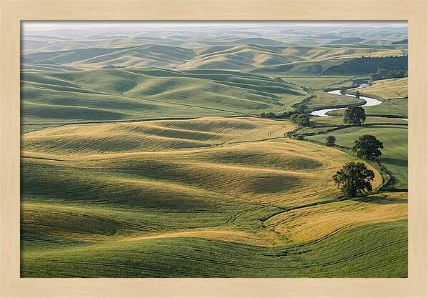Palouse Hills In Spring Light
