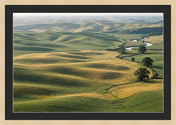 Palouse Hills In Spring Light