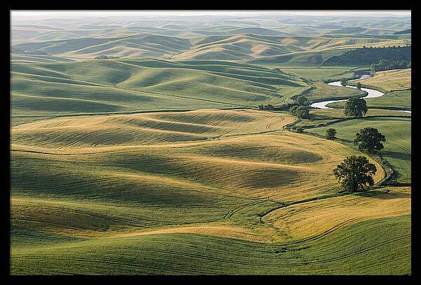 Palouse Hills In Spring Light