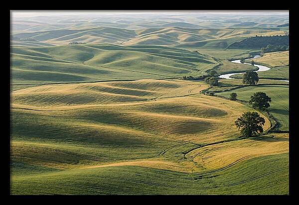 Palouse Hills In Spring Light
