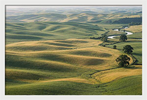 Palouse Hills In Spring Light