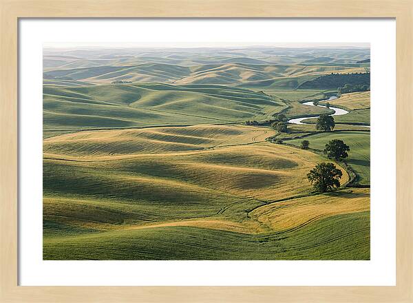 Palouse Hills In Spring Light