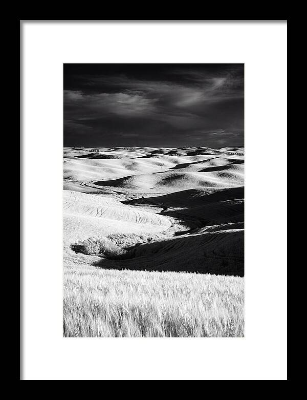 Palouse In Bloom