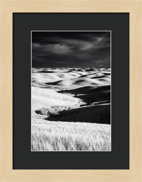 Palouse In Bloom